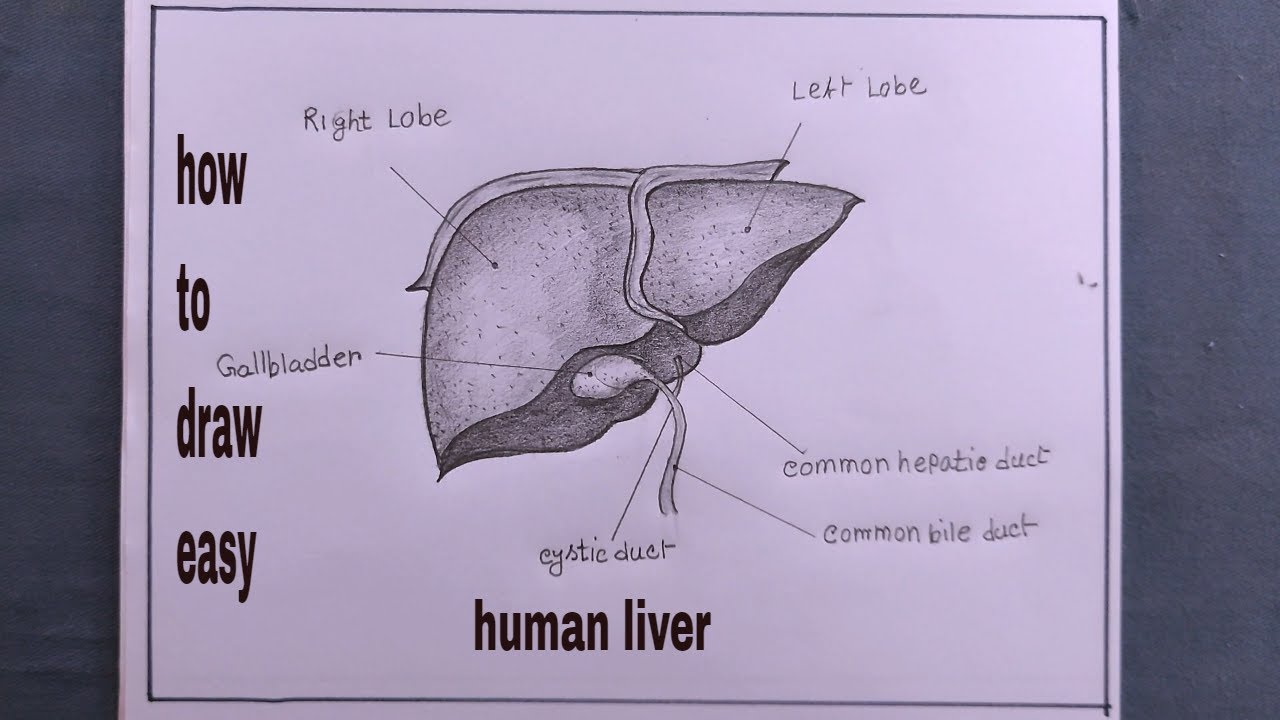 Premium Vector | Anatomy of the liver vector drawing with symbols the  digestive system the gallbladder | Gallbladder, Liver anatomy, Anatomy